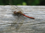 28158 Red Dragonfly on tree Common Darter (Sympetrum striolatum).jpg